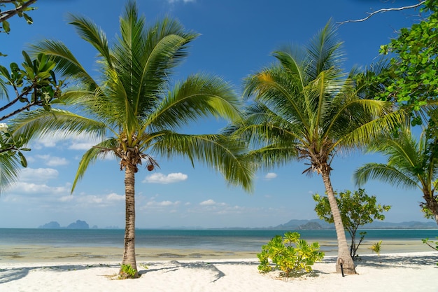 Árbol de coco en la playa