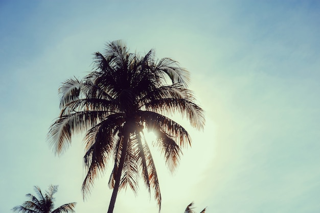 Árbol de coco con puesta de sol.