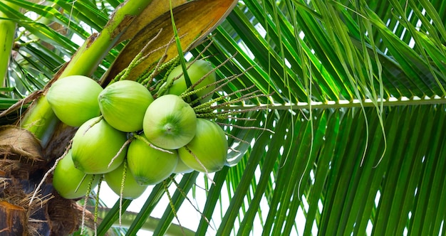 Árbol de coco con racimos de frutos de coco