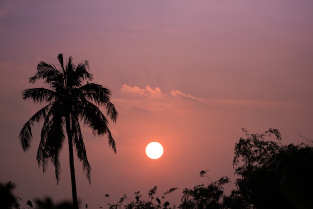 Árbol de coco silueta y el fondo del cielo del atardecer