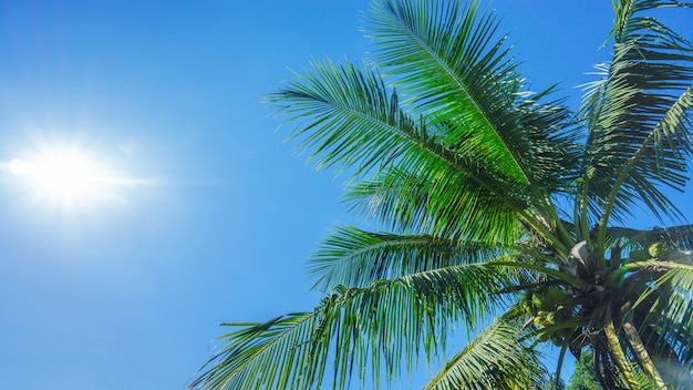 Árbol de coco