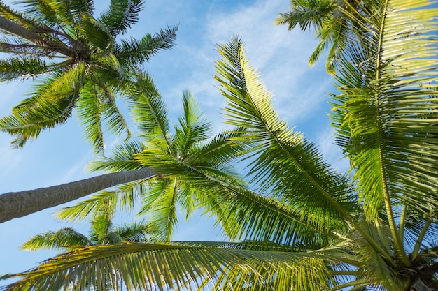 Árbol de coco