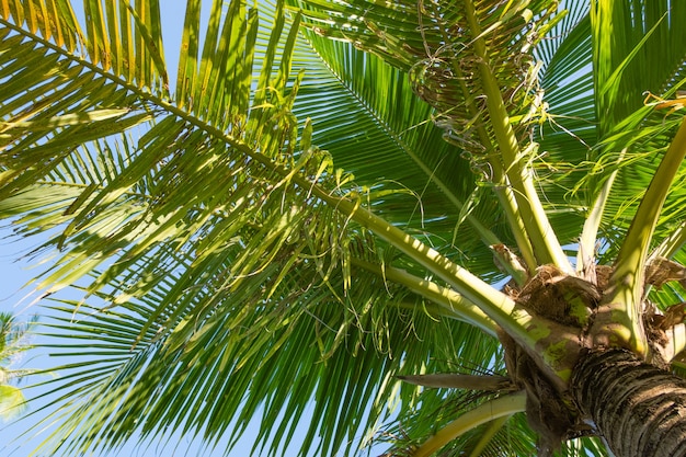 Árbol de coco