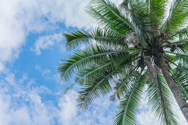 Árbol de cocos con cielo azul. Fondo de vacaciones de verano