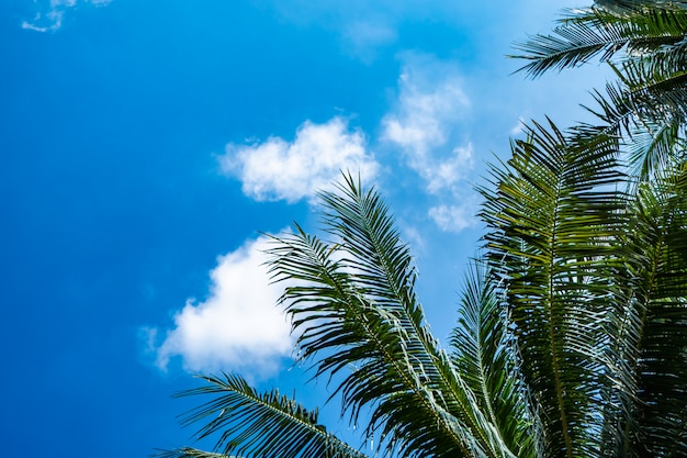 Árbol de cocos con cielo despejado en concepto de vacaciones de verano