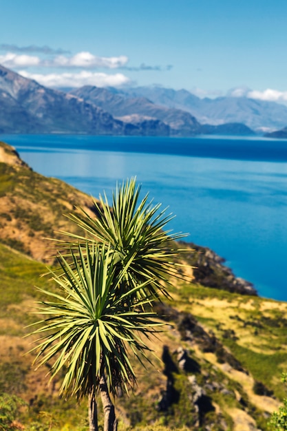 Árbol de col cerca del lago Hawea y hermosas montañas de la Isla Sur, Nueva Zelanda