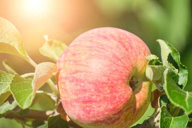 Árbol colgante de manzana madura contra el follaje verde de fondo en un día soleado de verano