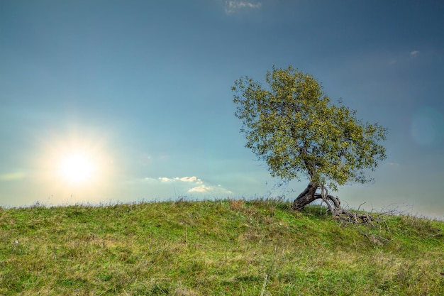 Árbol en una colina cubierta de hierba sobre un fondo de sol y cielo azul