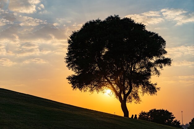 Árbol en la colina con espectacular puesta de sol y cielo azul.