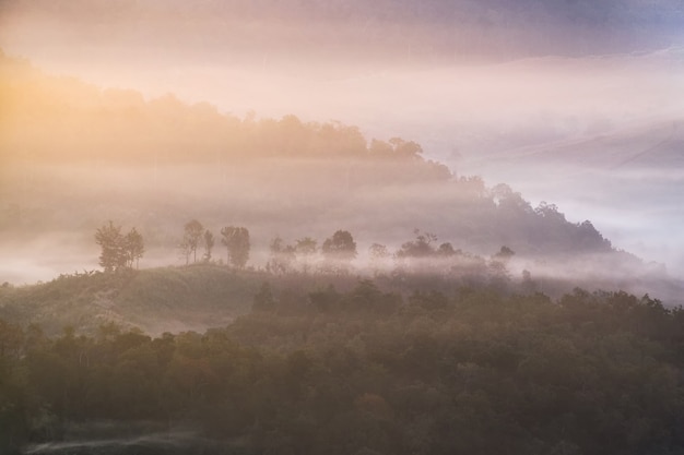 Árbol en la colina en la niebla al amanecer, baan jabo, mae hong son, tailandia