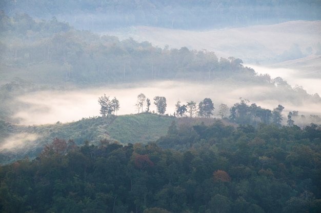 Árbol en la colina en la niebla al amanecer, baan jabo, mae hong son, tailandia