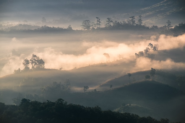 Árbol en la colina en niebla al amanecer