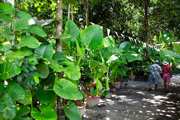 Árbol Colocasia gigantea o planta gigante de Taro verde en el parque de jardines forestales de la selva en el Parque Nacional Khao Pu Khao Ya para los viajeros tailandeses que viajan y visitan la ciudad de Srinakarin en Phatthalung Tailandia