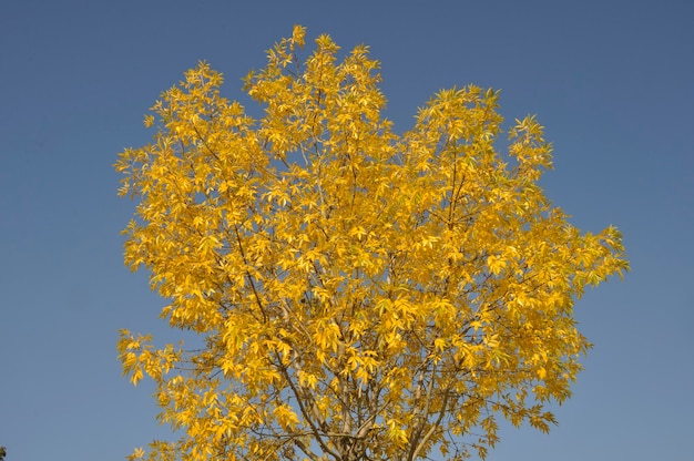 Árbol en colores otoñales en Normandía