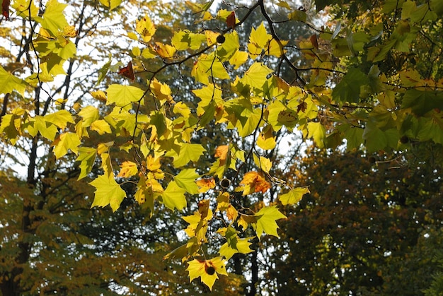 Árbol en colores otoñales