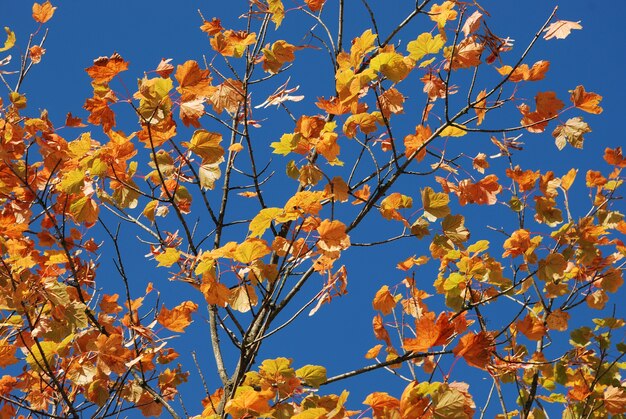 Árbol en colores otoñales