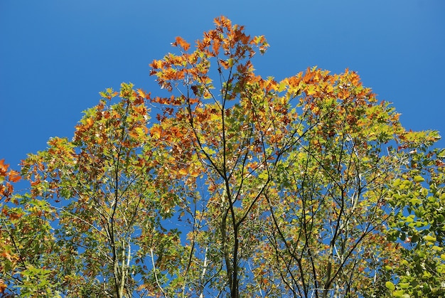 Árbol en colores otoñales