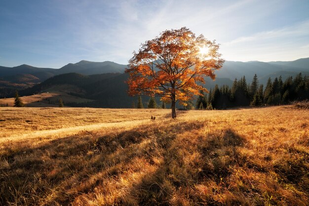 Árbol de colores de otoño