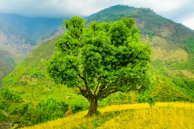 Árbol colorido paisaje