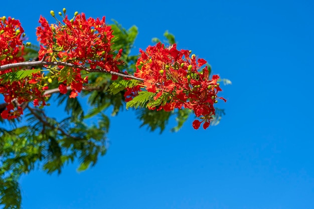 Árbol colorido de verano con flores tropicales rojas sobre fondo de cielo azul en la isla de Zanzíbar, Tanzania, África oriental