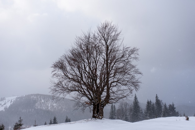 Árbol congelado en una montaña en invierno