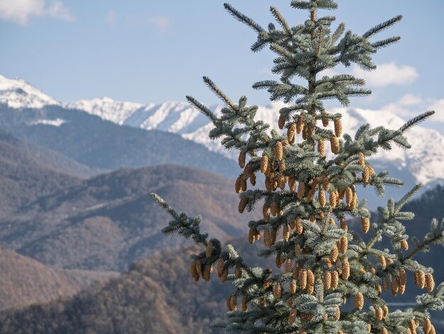 Árbol de coníferas con conos en el fondo de las montañas nevadas en el día de invierno