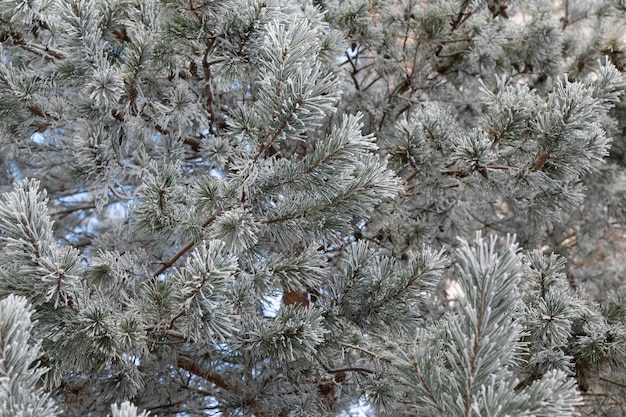 Árbol de coníferas cubierto de escarcha y nieve en una foto de fondo de un día helado con profundidad de campo