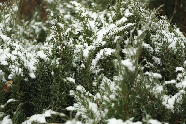 Árbol de coníferas con nieve de cerca y enfoque selectivo