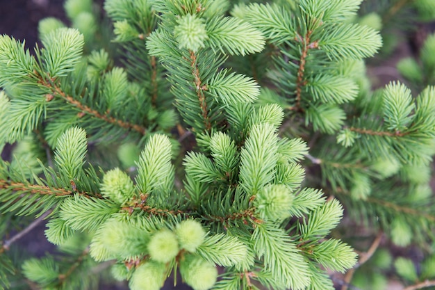 Árbol de coníferas con nuevas y brillantes agujas ascendentes