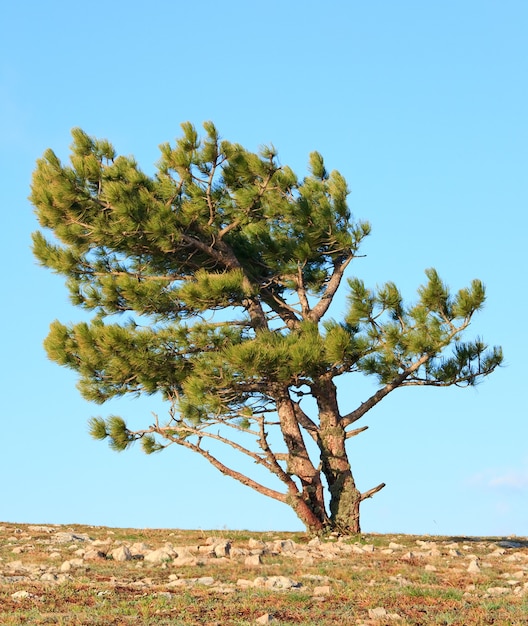 Árbol de coníferas de pino sobre fondo de cielo azul