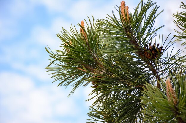 Árbol conífero contra el cielo azul