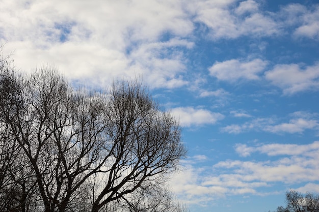 Árbol contra el cielo nublado azul