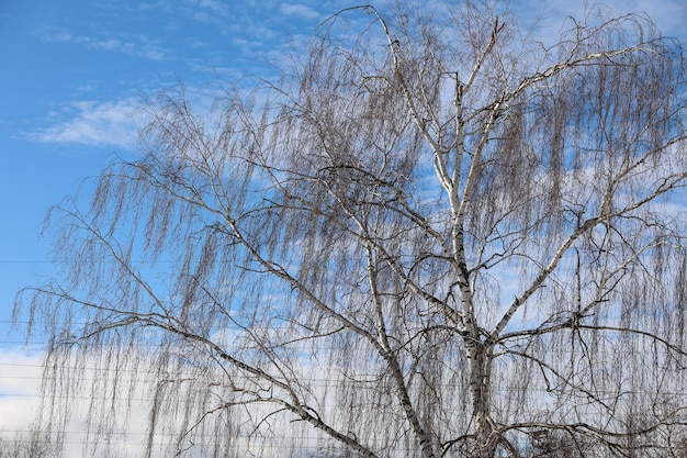 Árbol contra el cielo nublado azul