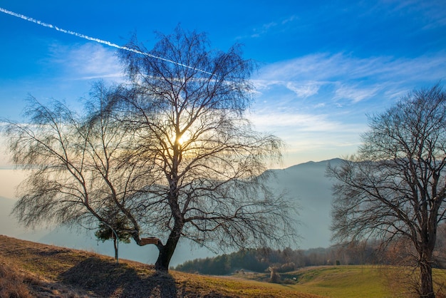 Árbol a contraluz