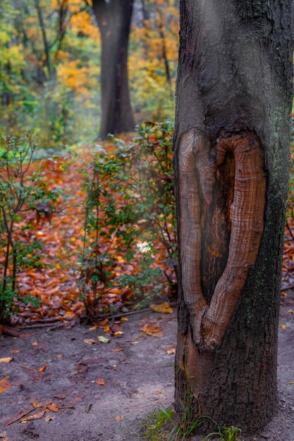 Árbol con corteza en forma de corazón.