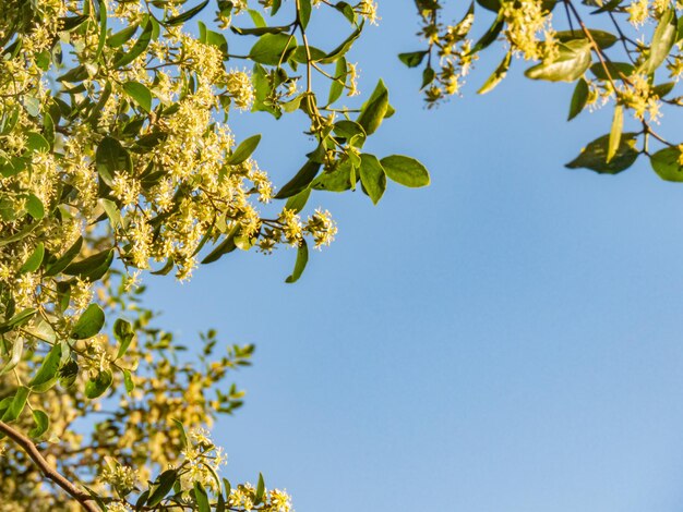 Árbol de corteza de jabón siempre verde chileno en flor con flores amarillas brillantes en la luz de la tarde de verano