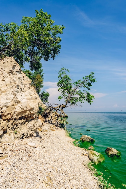 Árbol en la costa rocosa en el día de verano