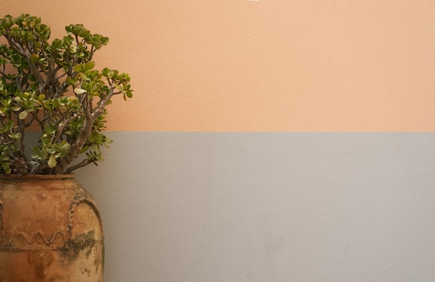 Árbol de Crassula en una vieja olla de barro contra el fondo de una pared de textura