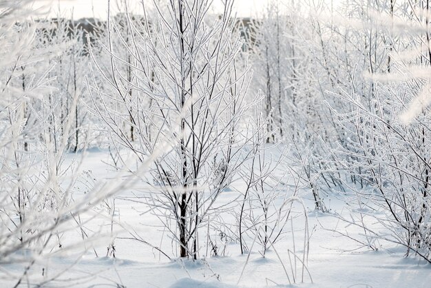 Árbol cubierto de escarcha blanca en invierno