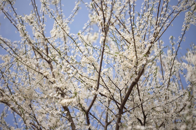 Árbol cubierto de flores blancas