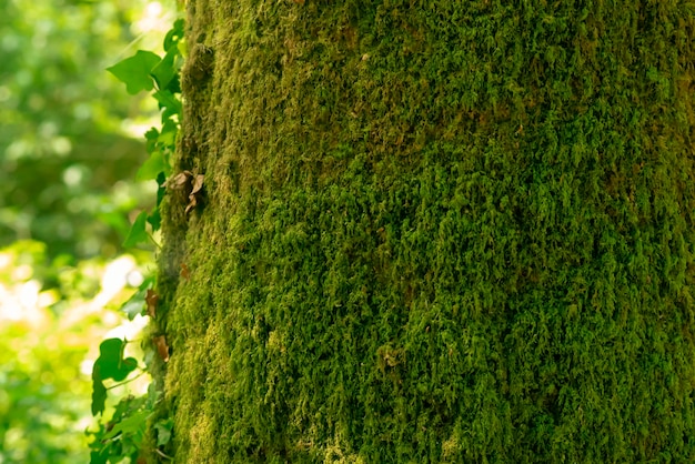 Árbol cubierto de musgo en el fondo del bosque