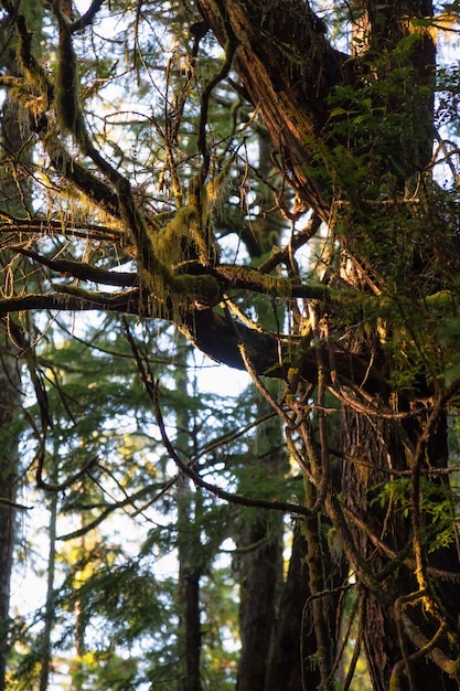 Árbol cubierto de musgo verde durante un vibrante amanecer de invierno