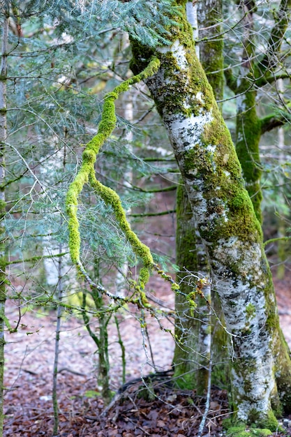 Árbol cubierto de musgo verde