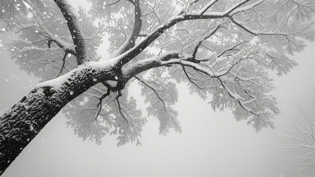 Árbol cubierto de nieve en blanco y negro