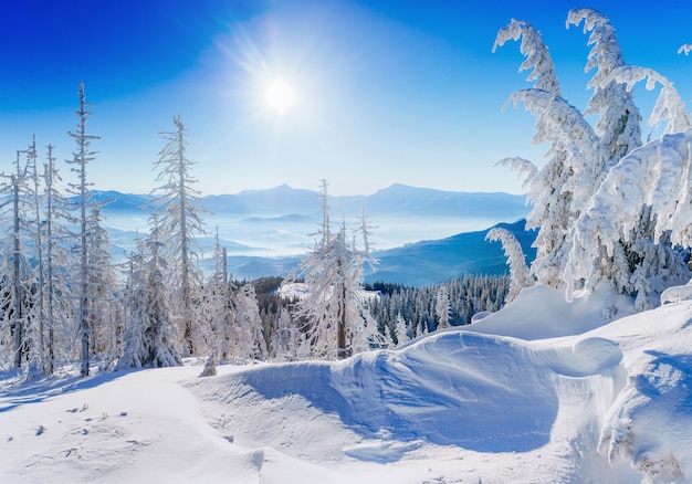 Árbol cubierto de nieve de invierno mágico