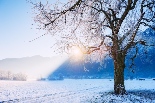 Árbol cubierto de nieve en las montañas de invierno al amanecer. Hermoso paisaje de invierno en los Alpes, Francia