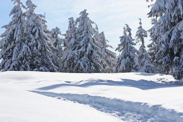 Árbol cubierto de nieve