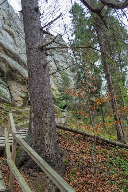 Árbol debajo de la montaña