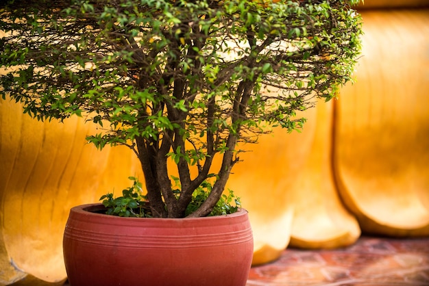 Árbol en una decoración de paisaje de maceta