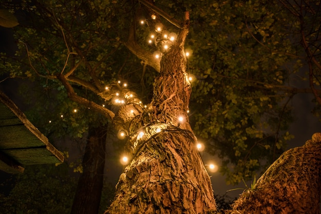 Árbol decorado con luces